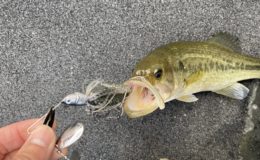 青紫色の巨大ミミズ Guess Whta シゲジイのちょっとええ話